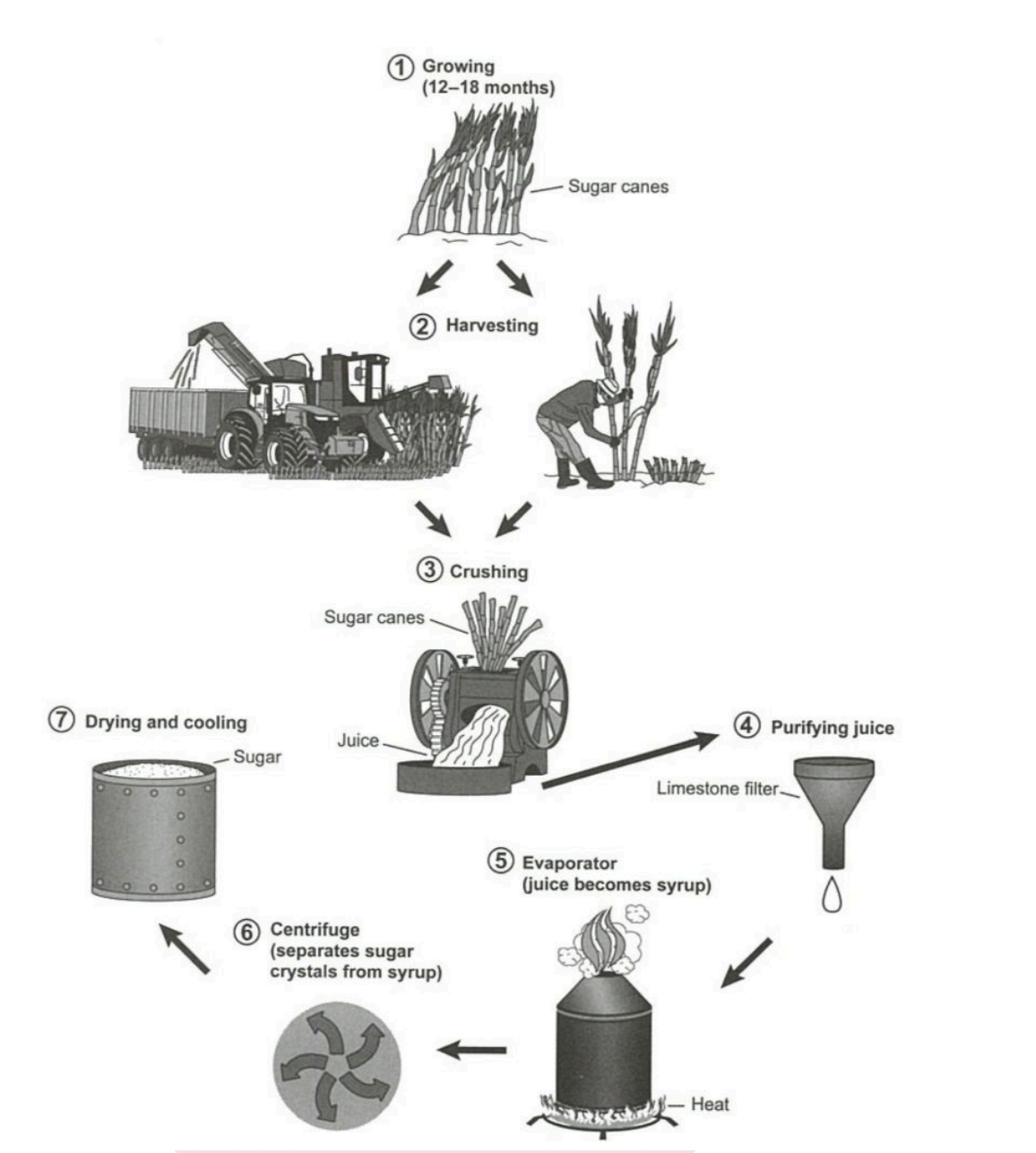 Natural Process là một dạng bài Process trong IELTS Writing Task 1